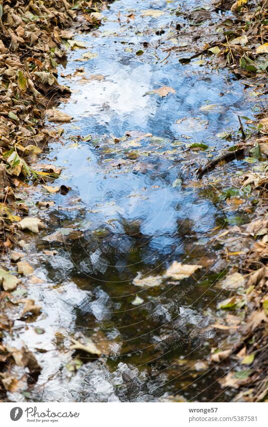 Brown leaves line the edges of a stream Autumn Autumnal Brook Banks of a brook brown leaves Water stream bed Reflection in the water Mirroring and reflection