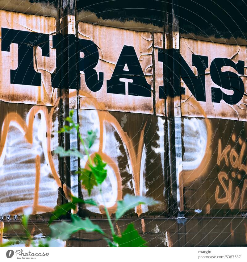 A graffiti with the word "TRANS". Graffiti Daub Letters (alphabet) Plant wagon Sign Characters Wall (building) Word Text writing Deserted Facade Street art