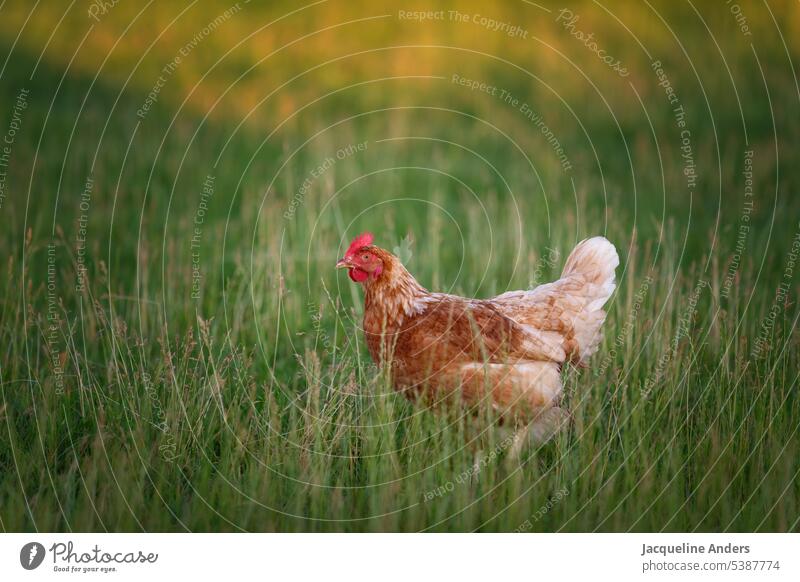 happy free range chicken on the meadow hen Free-roaming Free-range chicken Poultry Free-range rearing Ecological Barn fowl Keeping of animals Organic farming