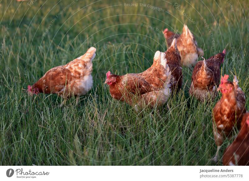 happy free range chicken in the meadow hen farm agriculture animal poultry rooster bird grass brown red beak farming fowl feather rural nature green field food