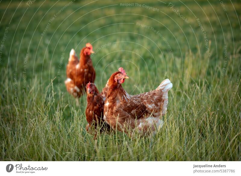 happy free range chicken on the meadow fowls hen fortunate Free-range rearing Ecological Poultry Barn fowl Keeping of animals Farm Organic farming Agriculture