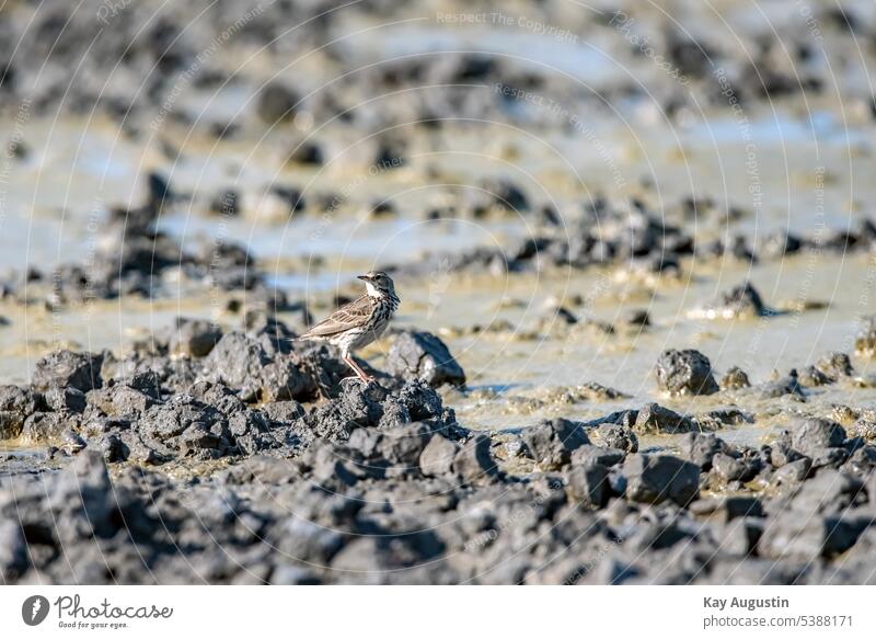 Meadow pipit in the mud on the mudflats Meadow pipit in the meadows on the tidal flats Meadow Pipit Anthus pratensis stilts beeper Motacillidae