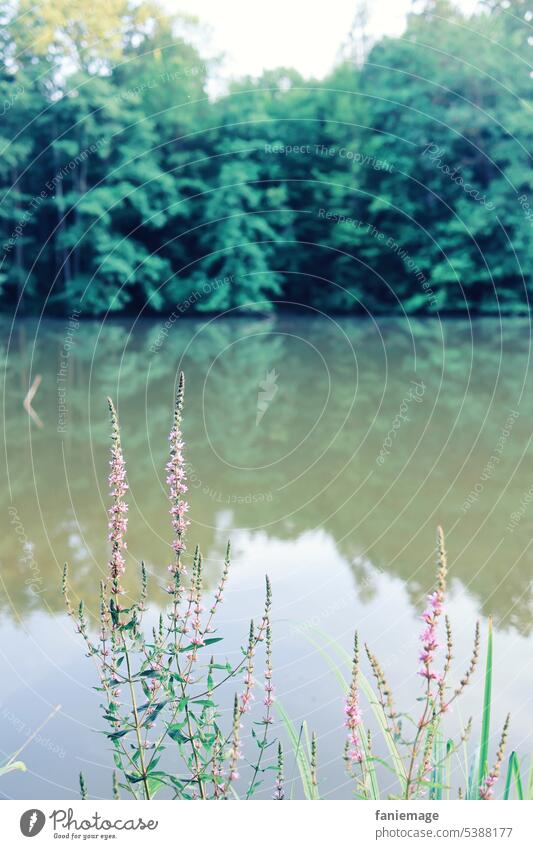 am Netzbachweiher abends Vegetation Weiher See Teich Bäume Blume Gras Gräser Tannen Spiegelung Reflexion Wasser Freizeit Entspannung Sommerabend Abend