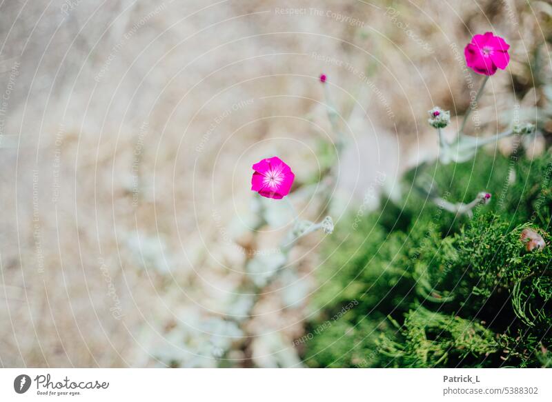 The image shows a flower in focus against a bright out of focus background Blossom depth blur Deserted Landscape format purple Colour Green bokeh Flower Nature