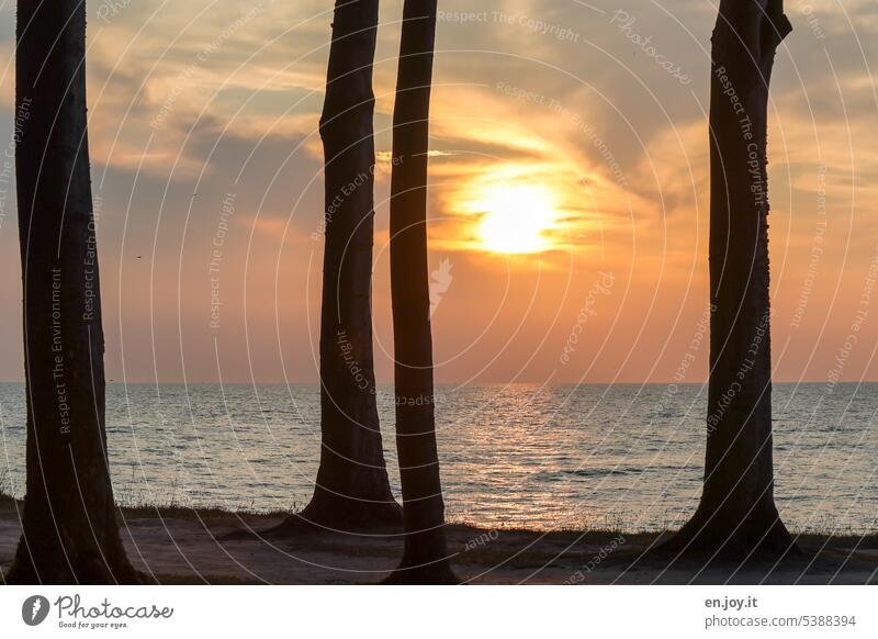 Sunset in ghost forest Ghost forest Horizon Ocean Baltic Sea Evening coast Twilight Vacation & Travel Sky evening sky trees tree trunks Back-light Sunlight