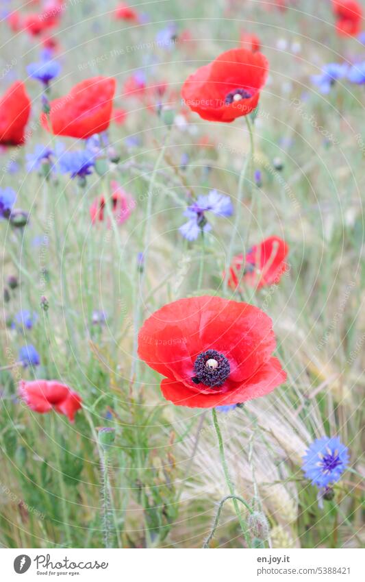 Poppies and cornflowers Plant poppies Poppy Poppy field Poppy blossom Blossom Field Flower poppy flower Summer beautifully Nature Grain Red pretty Spring