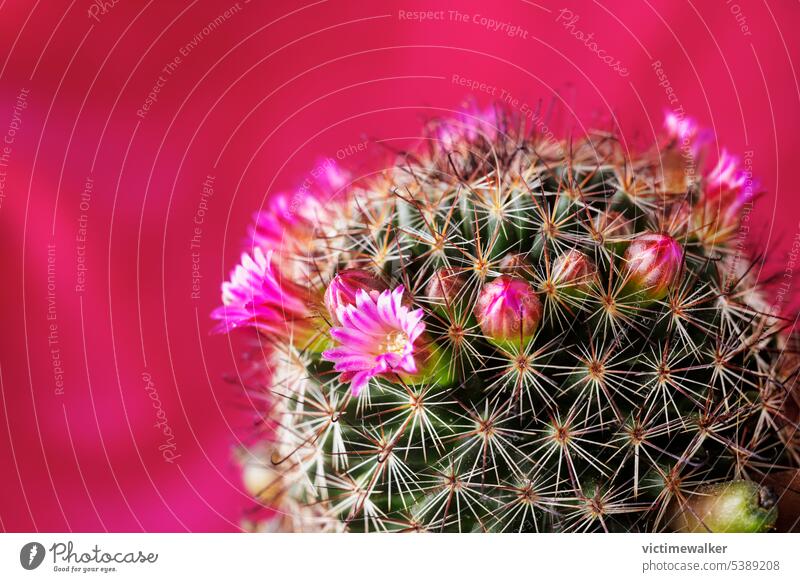 Pink cactus flowers pink colored background nature studio shot green succulent plant flora thorn copy space closeup bloom floral houseplant spines mammillaria