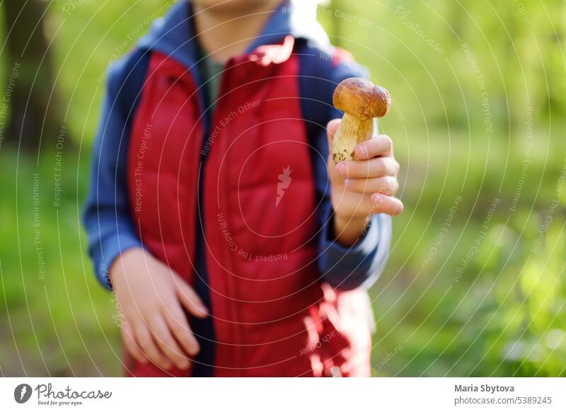 Preschooler child pick the edible mushroom during walk in the forest with his parent. family adventure bright activity picking searching hike boy active hiker