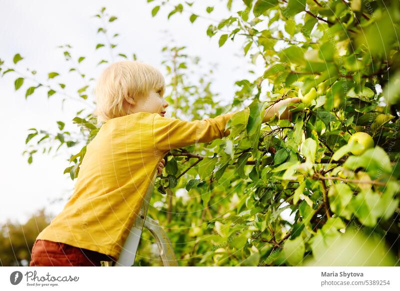 Preschooler boy picking apples in orchard. Child stands on ladder near tree and reaching for apple. Harvesting in domestic garden or family farm. Healthy homegrown food for kids. Local business