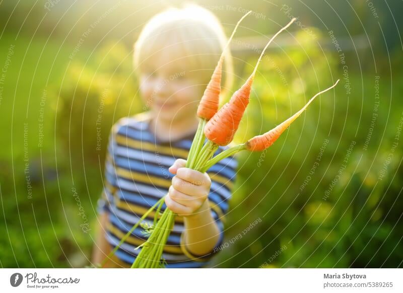 Happy little boy helps family to harvest of organic homegrown vegetables at backyard of farm. Child holding bunch of fresh carrot and having fun. Healthy vegetarian food. Local business.