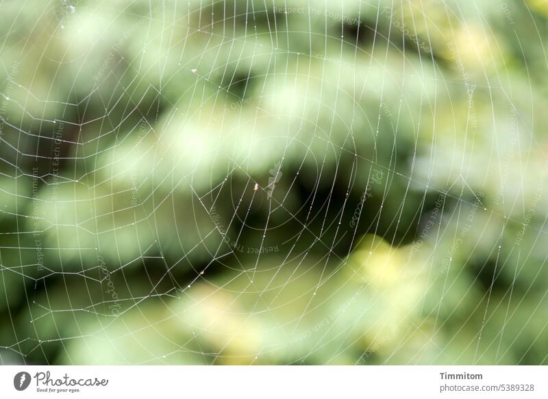 Delicate trap Spider's web Thin Trap Nature Exterior shot Colour photo Close-up Shallow depth of field Net shrubby Insect Prey Green