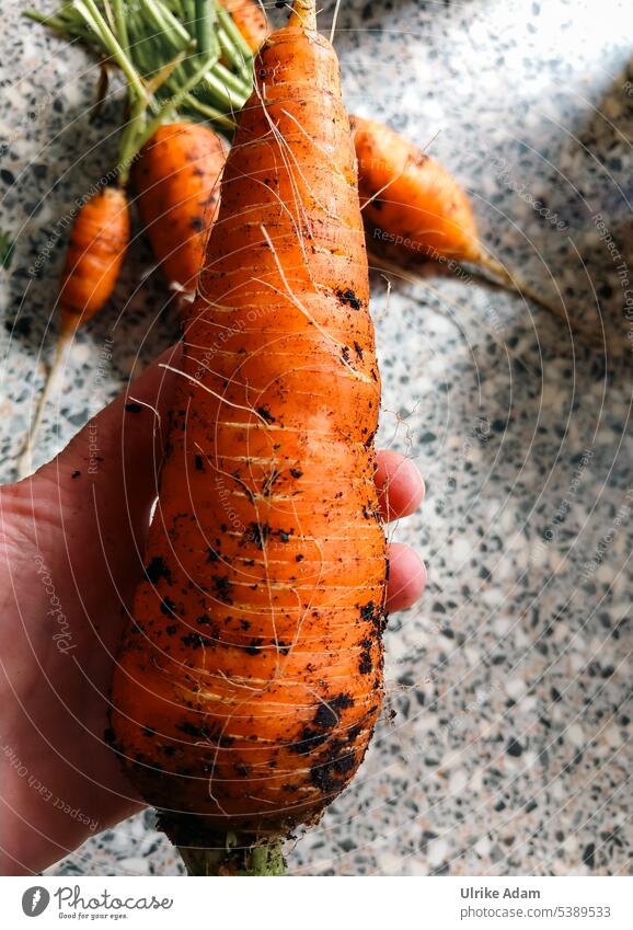 Giant carrot harvest carrots raised Harvest huge Orange Vegetable Garden Fresh Organic produce self-catering Healthy Vegetarian diet naturally Delicious