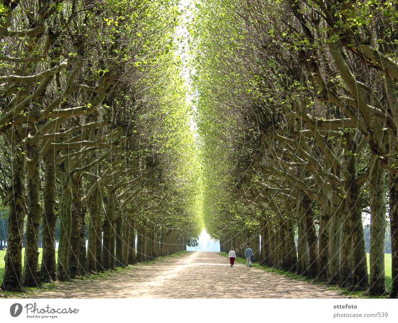Avenue in Meudon near Paris Park Spring Tree France Calm Relaxation Couple Lanes & trails Human being In pairs