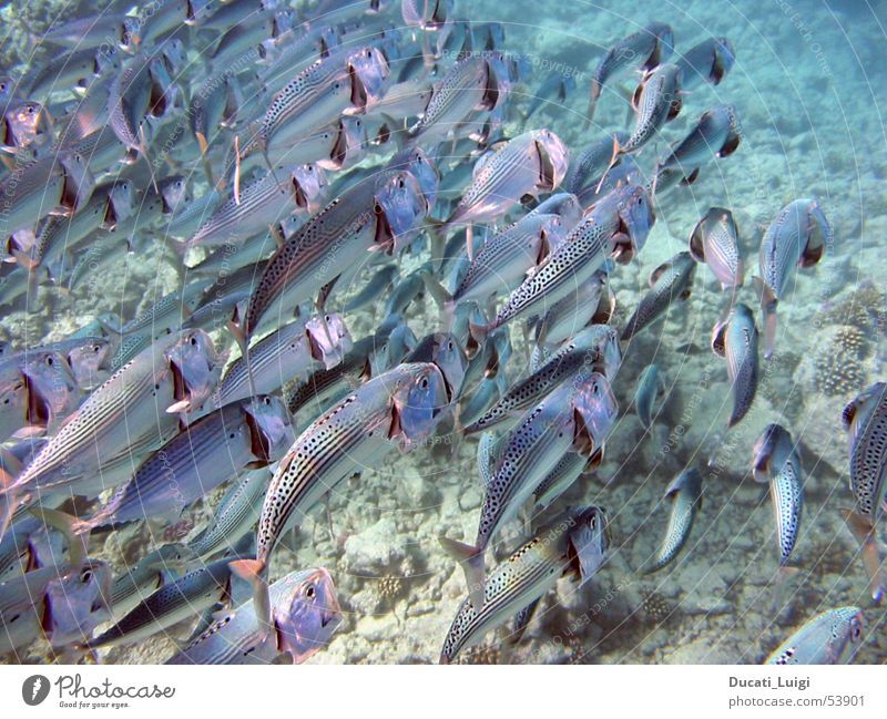 looking for food Gill Ocean Dive Snorkeling Underwater photo Together Appetite Fish Flock Foraging Red Sea Water Multiple