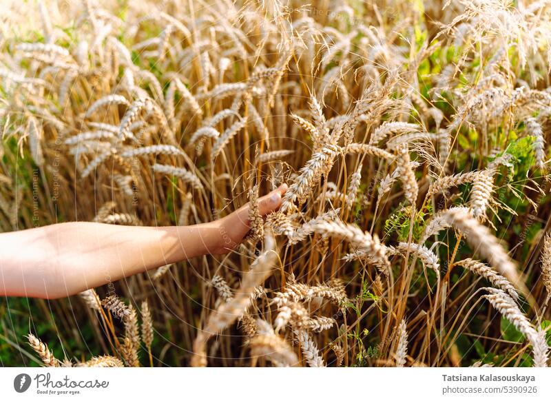 A child's hand touches ripe ears of wheat in a grain field childs hand corn wheat field agriculture farm harvest rural countryside summer crop rural life nature