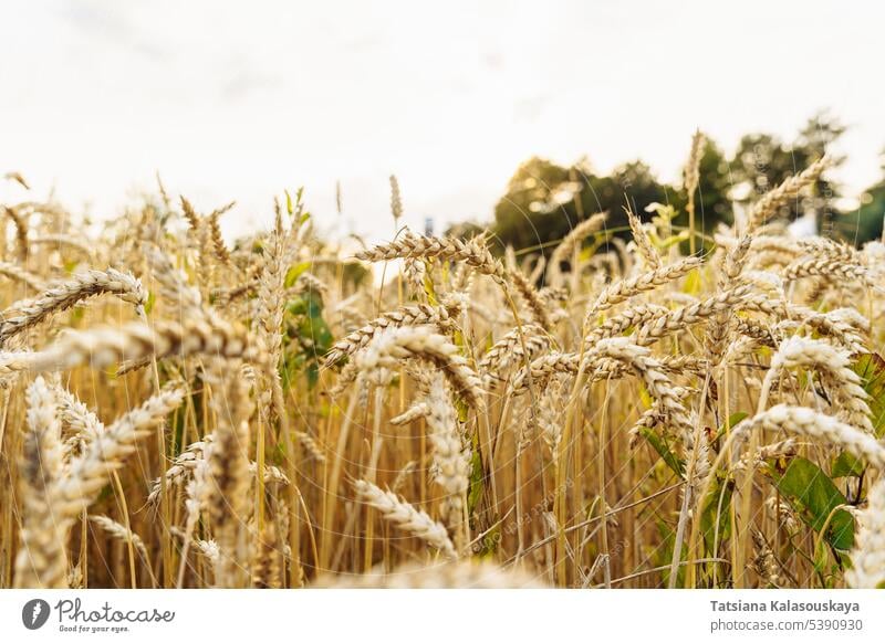 Shallow depth of field on ears of wheat in an agricultural field corn wheat field agriculture farm rye cereals sky clouds white harvest rural countryside grain