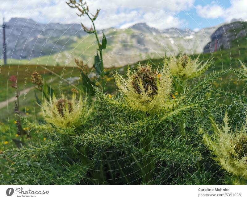 Alps - scrape thistles with mountains in background Alpine Thistle Thistles Nature Mountain Landscape Exterior shot Hiking Colour photo Peak Rock Deserted