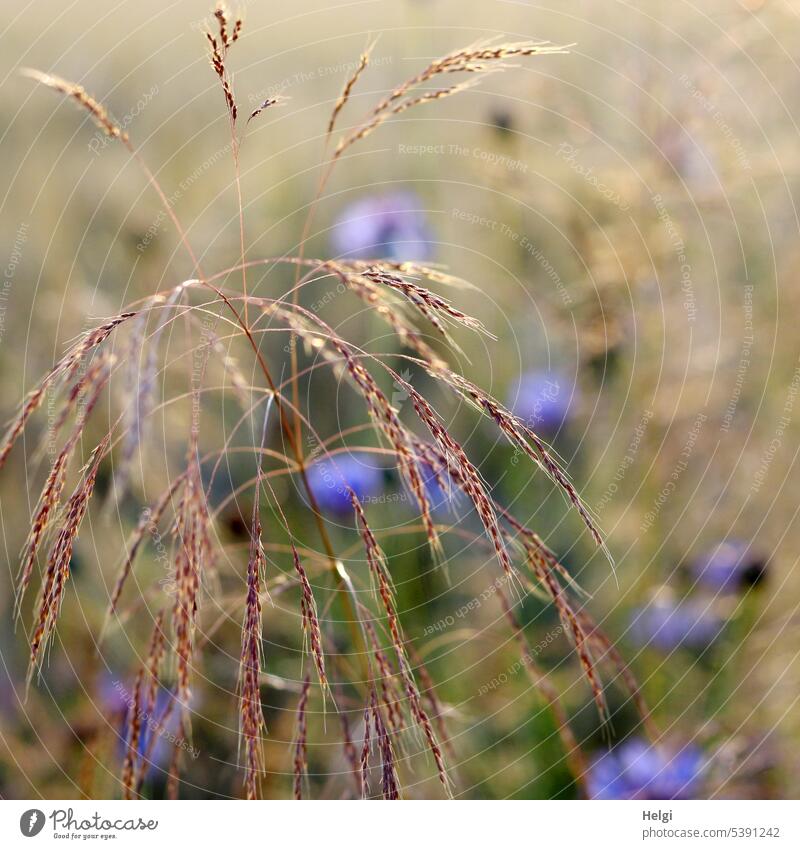 Grass blades with seed formation in a corn field, in the background blurred cornflowers blade of grass Cornfield Summer Nature Plant Exterior shot Colour photo
