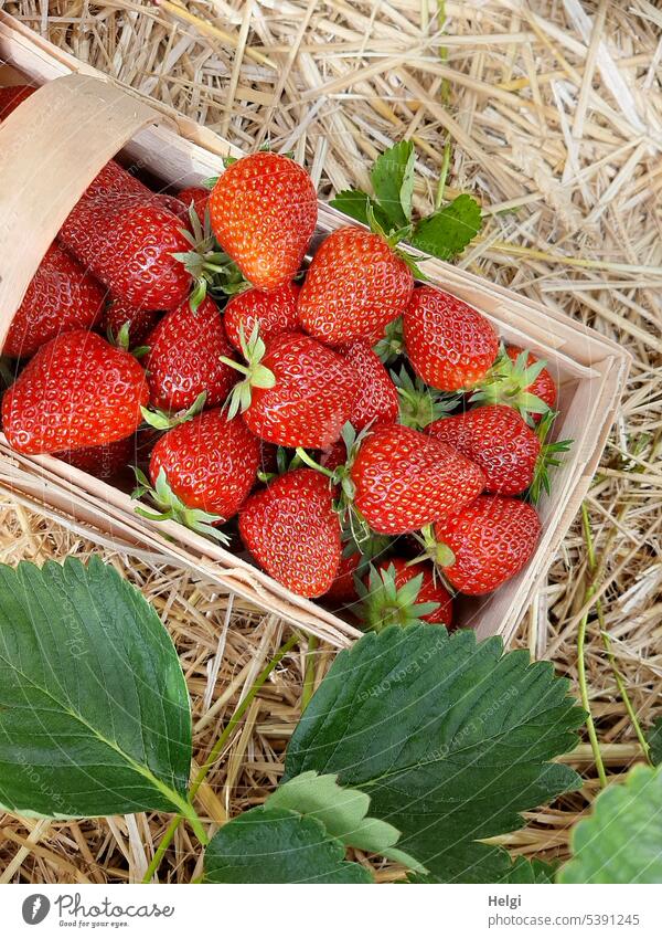 freshly harvested strawberries in a chip basket Strawberry Fruit strawberry field Harvest Mature Picked Basket Chip basket Leaf strawberry leaf Red Fresh Summer