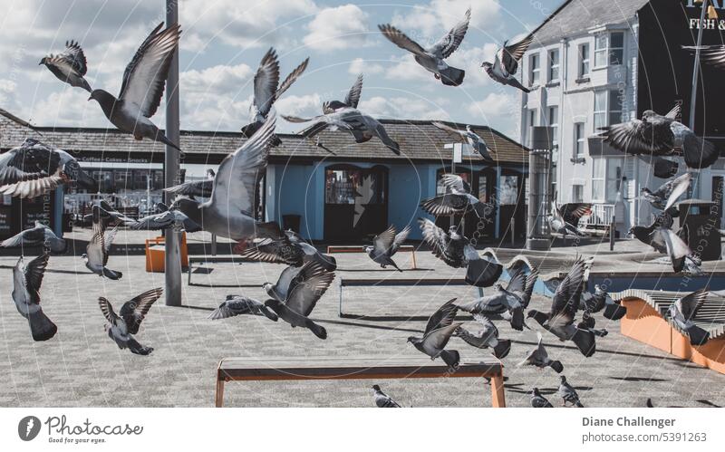 Flight! #pigeons #town#seaside#flight#bird# Flight of the birds Freedom Animal Flock of birds Wild animal Migratory bird Group of animals Exterior shot