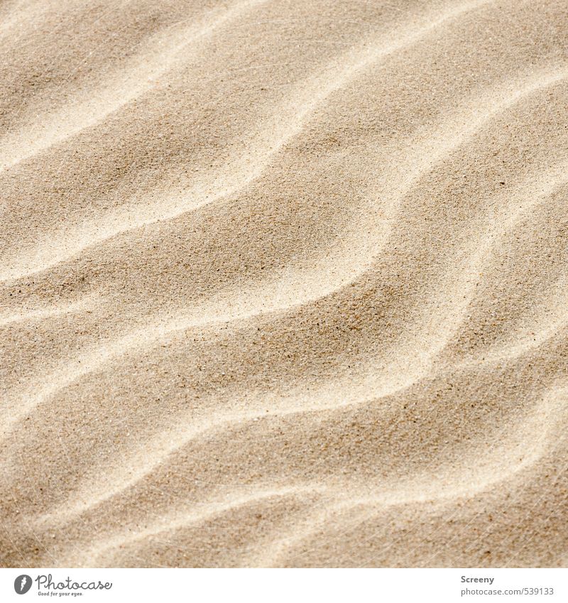 In the sand run Nature Earth Sand Lakeside Beach North Sea Desert Serene Patient Calm Vacation & Travel Transience Colour photo Exterior shot Close-up Deserted