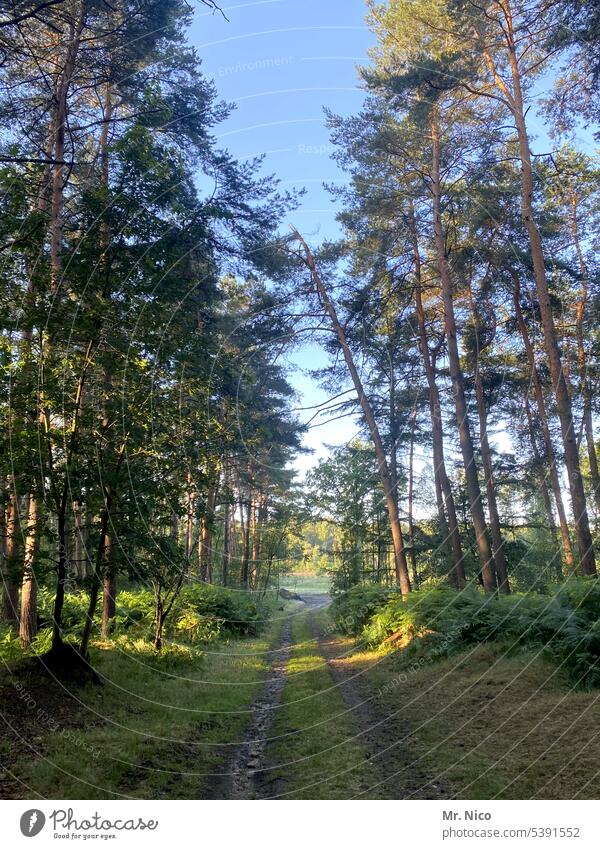 forest path Lanes & trails Tree Forest Footpath Mood lighting Clearing Forest walk Woodground Environment Landscape To go for a walk naturally trees Calm