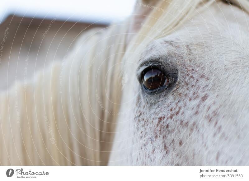 Up Close Portrait of White Horse with Reflection in Eye animal outdoors farm brown rural agriculture head face frame nature macro eye closeup white horse blur