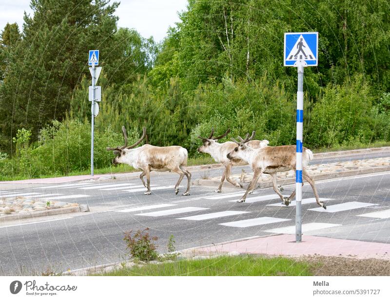 Whims of nature | The civilized reindeer uses the crosswalk Reindeer Animal Wild animal Exterior shot Nature Day Colour photo Environment Landscape Finland