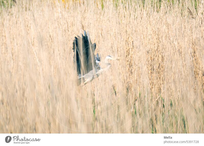 unsaleable | freedom Heron Grey heron Common Reed reed grass take off Departure Bird Nature Animal Wild animal Exterior shot Flying naturally Environment