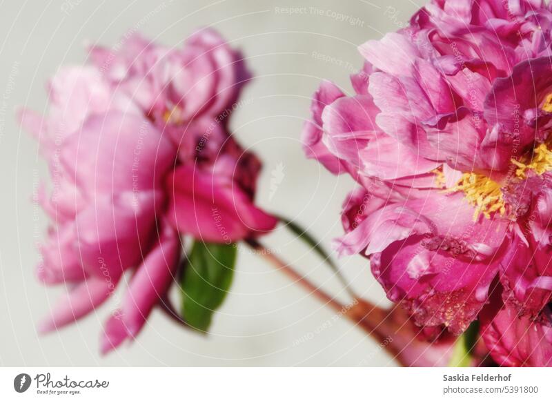 Pink peonies flowers pink flowers garden petals blossoms bloom blur fresh nature growth close up white