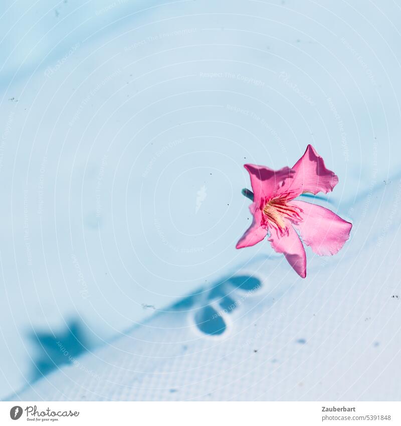 Pink flower floats in light blue water of pool and casts a shadow Blossom drift Water Turquoise Blue Shadow Sun vacation Relaxation relaxation bathe Rest
