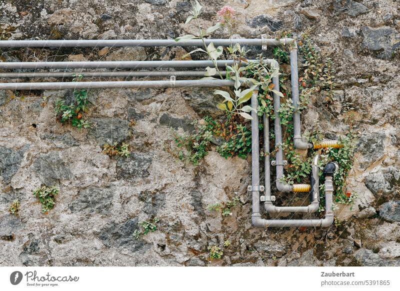 Pipes on a house wall with vegetation form several right angles reeds Cables conduit pipes water pipe home technology At right angles Wall (barrier) Overgrown
