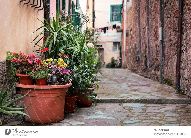 Flower pots with flowers in a paved alley with stone houses Tub plant tub flowerpots blossom blossoms pavement Street Southern France romantic variegated