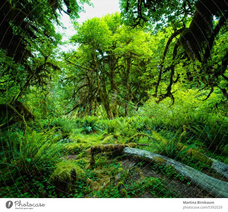 Stunning hall of mosses in the Hoh rainforest hoh landscape environment tree nature green spanish foliage lush woods ferns trees washington hanging natural park