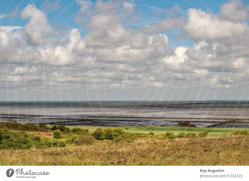 View of the Wadden Sea from the Braderup heathland Mud flats outlook reed belt Wadden Sea National Park North Sea North Sea coast Summer heather Lahnungen
