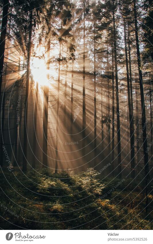 Rays of the morning sun shine through the dark forest as a hope for the plants to live better and to be able to carry out photosynthesis. Nature's fairy tale