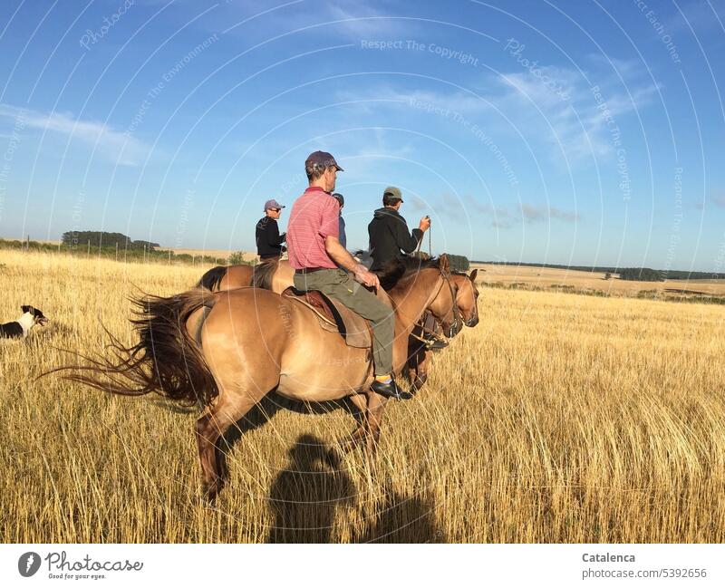 Rider on the steppe Horizon Sky Environment Plant Summer persons Grass grasslands prairie Horse Farm animal Animal naturally Landscape Dog Clouds