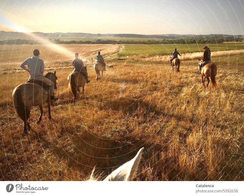 Rider in the morning Landscape naturally Animal Farm animal Horse prairie Environment Plant Summer persons Grass grasslands Sky Horizon golden fields Moody