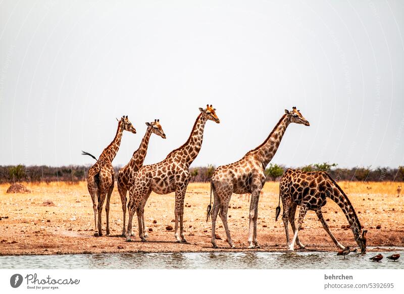 when one drinks and four have to look after him observantly Thirsty Drinking Deserted Animal portrait Wilderness Wild animal Fantastic Love of animals