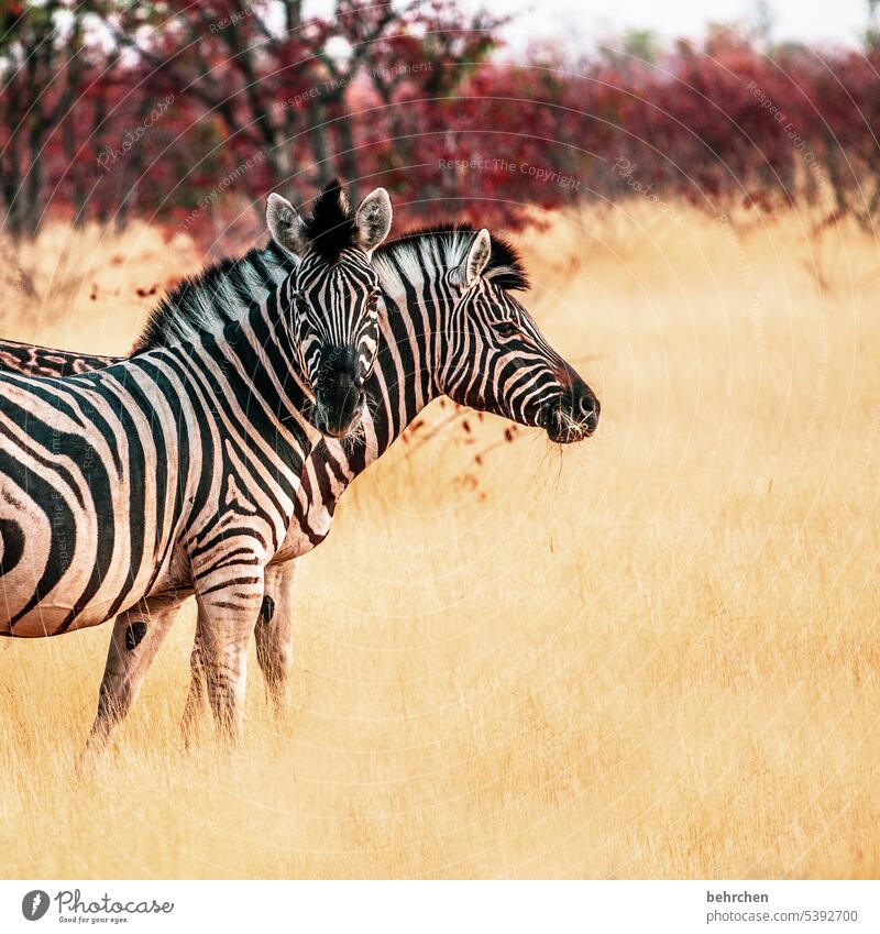 an eye catcher Grass Environment Animal protection Love of animals Zebra crossing Impressive Adventure especially Freedom Nature Vacation & Travel Landscape