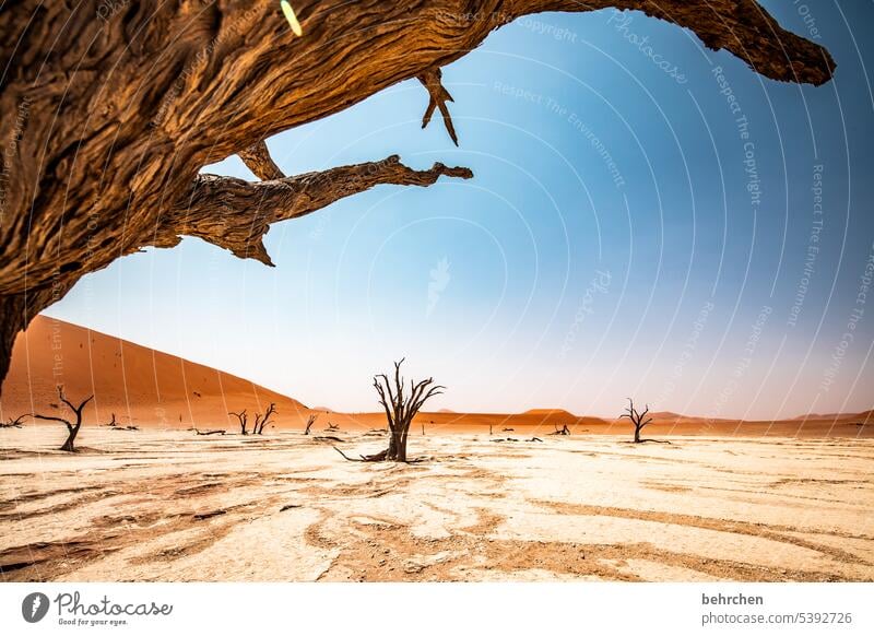 gnarled Acacia Environmental protection aridity Transience Climate change Dry Drought Sky duene dunes magical deadvlei Adventure Warmth especially Impressive