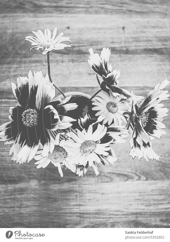 A vase of wildflowers black and white daisy nature fresh organic indoors bouqet flat lay contrast wood table garden mood
