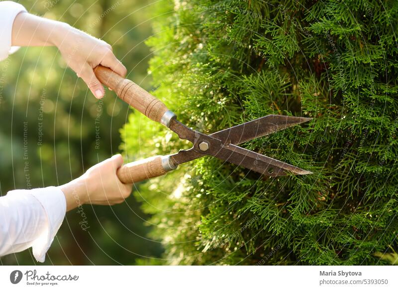 Hands of female gardener. Woman working with secateur in domestic garden at summer day. hand woman trimmer hedge tree cut tool closeup ranch gardening