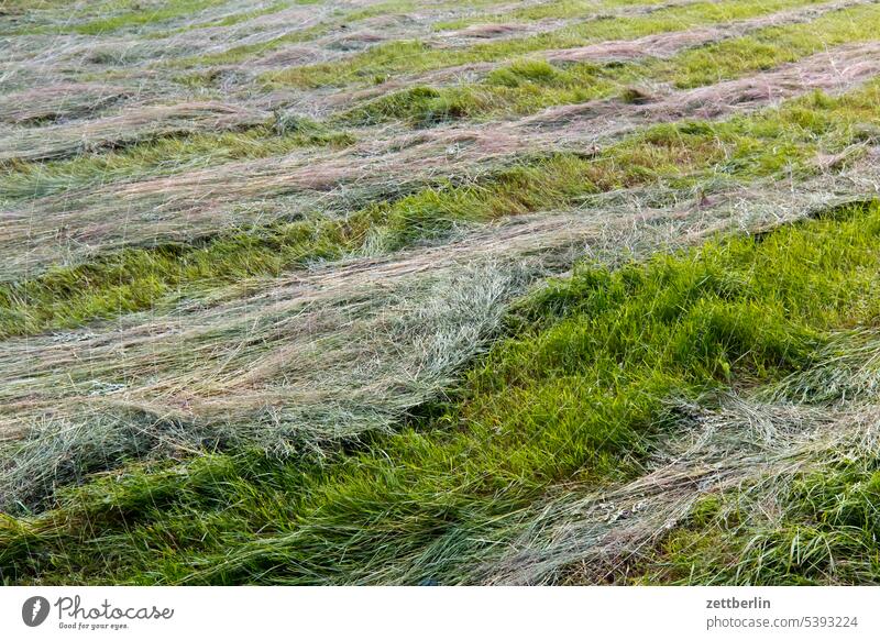 Meadow cuttings Hay mares mown Agriculture Green chlorophyll Row Harvest Grass mowing forage Animal feed Fresh Fragrance Dry
