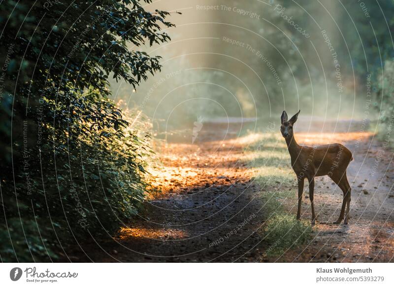 After the rain at night. A deer crosses a forest path, haze lights up in the sun rays and creates a picturesque sight Forest Back-light Sunbeam Haze steamy