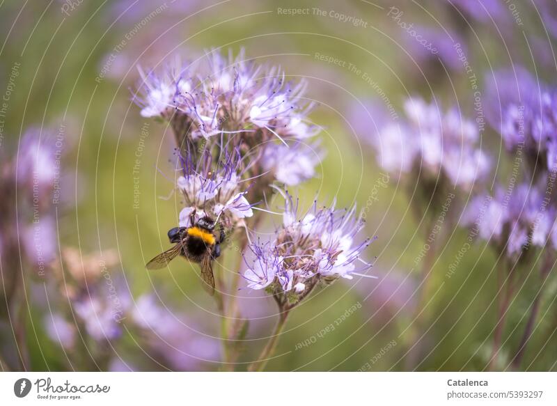 A bumblebee in the bee pasture Nature flora Animal fauna Insect Bumble bee Plant phacelia Water-leaf plant Blossom blossom Summer Day daylight Meadow Garden