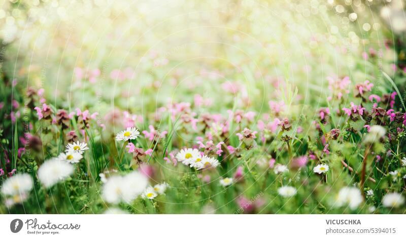 Summer nature background with daisies and pink clover flowers at meadow, outdoor summer bokeh purple landscape floral blooming green