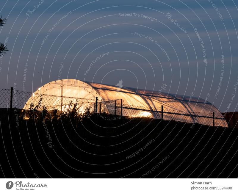 A greenhouse is illuminated by the low evening sun Greenhouse Light Sun evening mood Soft laser Bright Evening Indirect Lighting effect lighting effects
