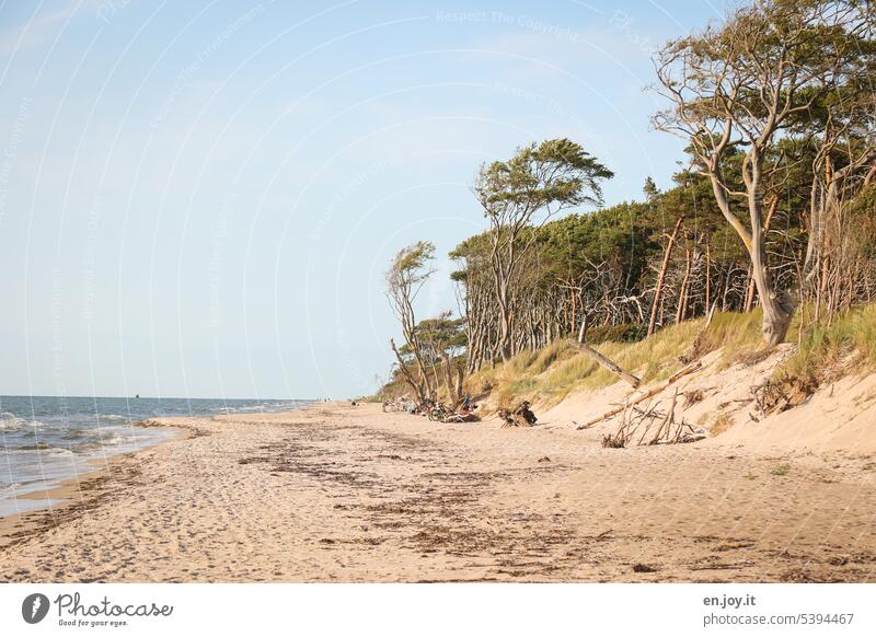 West Beach Darss Baltic Sea Baltic coast Wild Forest Ocean Horizon Mecklenburg-Western Pomerania Vacation & Travel Relaxation Nature Landscape Idyll