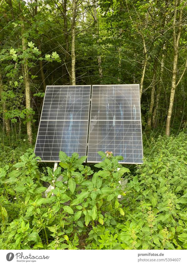 Energy transition: A photovoltaic (solar) system in the forest among bushes and flowers and in front of trees. Photo: Alexander Hauk energy revolution